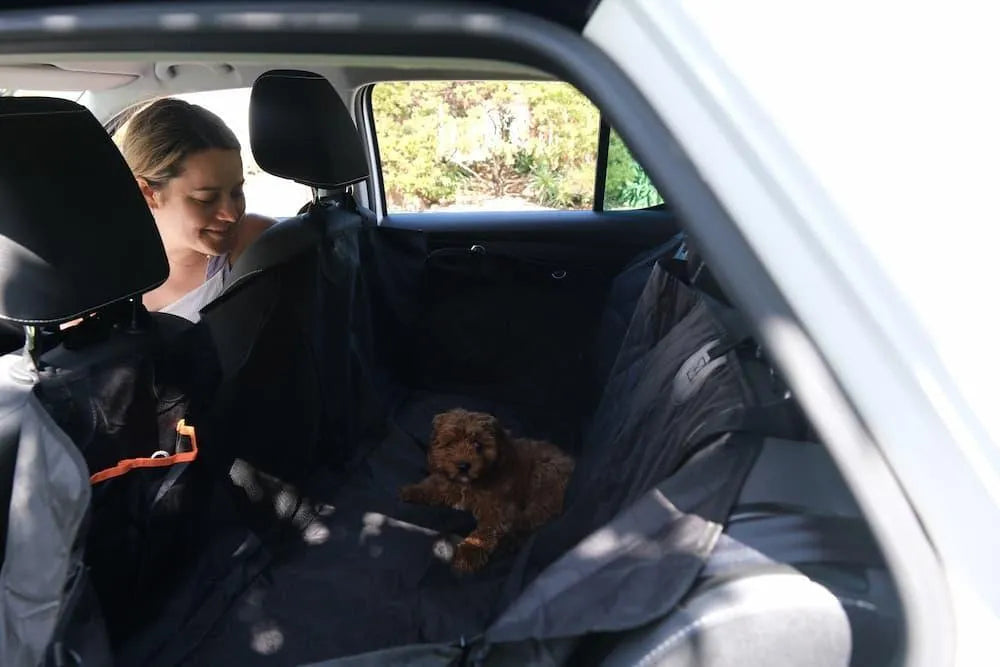 Puppy in car on dog seat cover for back seat​