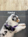 Puppy lying on the small pet trampoline bed​