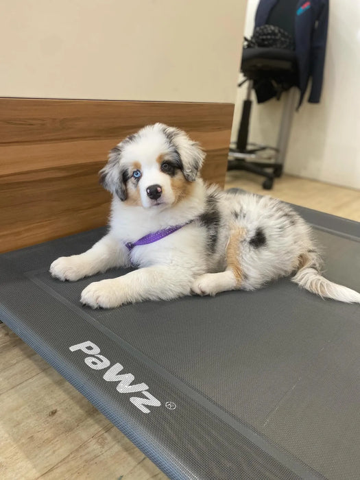 Puppy on the Pawz Pet Trampoline bed 