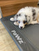Puppy relaxing on the Pawz Pet Trampoline bed 