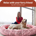 TheNapBed Memory Foam Pet Bed Dog Human Size - petpawz.com.au