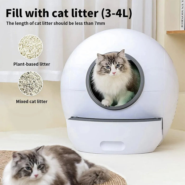 cat in auto clean kitty litter box