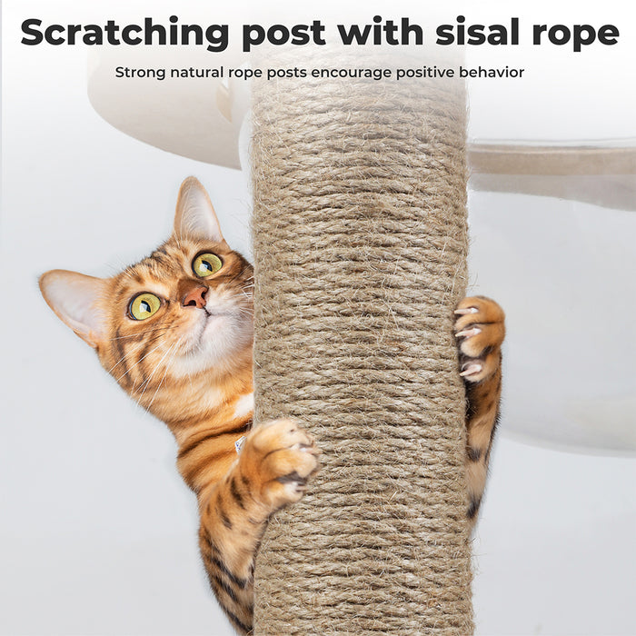 cat on Cat climbing tree