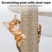 cat on Cat climbing tree