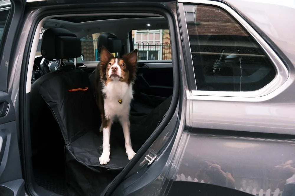 dog on the waterproof dog car seat 