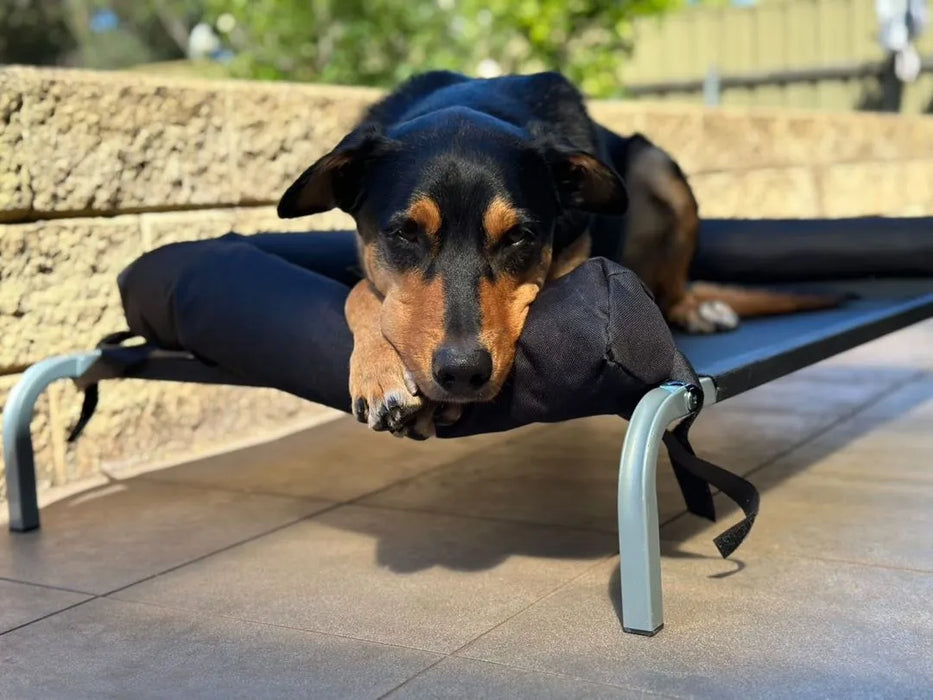 large dog lying on elevated dog bed