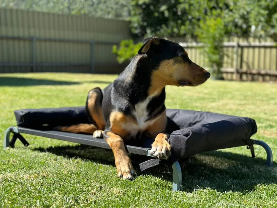 large dog sitting on raised dog bed