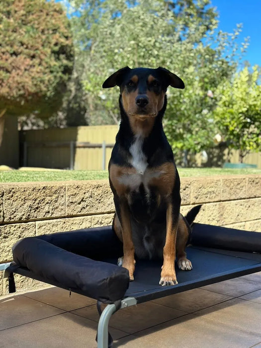 large dog sitting position on raised dog bed