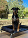 large dog sitting position on raised dog bed