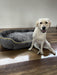 PaWz Electric Pet Heater Bed Thermal Protection - petpawz.com.au