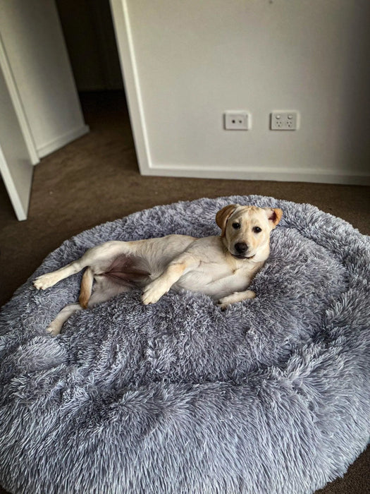 Pawz Non-Removable Calming Pet Bed 