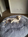 Pawz Non-Removable Calming Pet Bed 