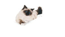 Royal Canin Hairball Care Dry Cat Food | 4Kg - petpawz.com.au