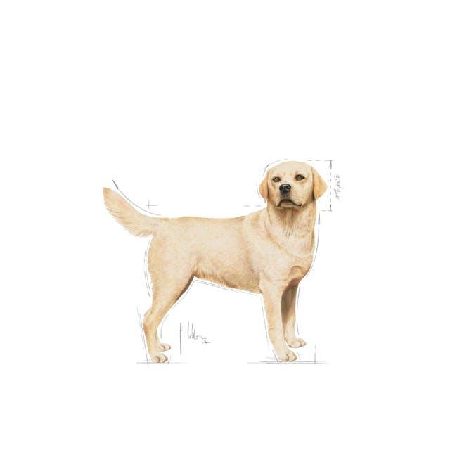 Royal Canin Labrador Retriever Adult Dry Dog Food | 12 Kg - petpawz.com.au