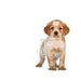 Royal Canin Medium Puppy Dry Dog Food | 4kg - petpawz.com.au