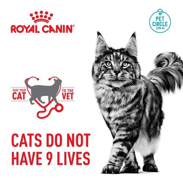 Royal Canin Oral Care Adult Dry Cat Food | 3.5kg - petpawz.com.au